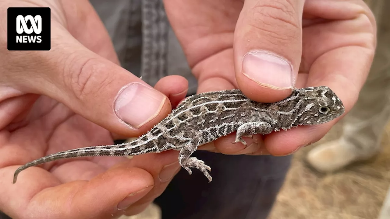 Victoria's grassland earless dragon was feared extinct — now the race is on to save it