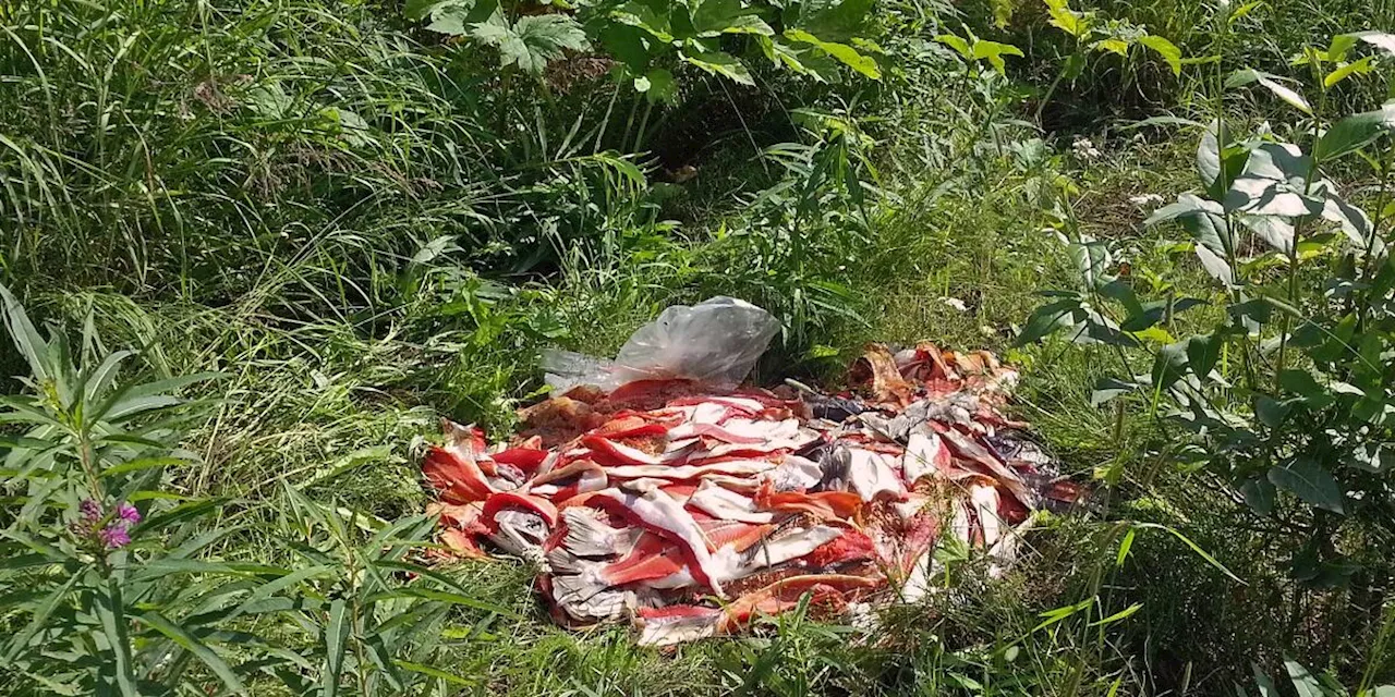 Fish & Game says illegally dumped fish waste invites bears