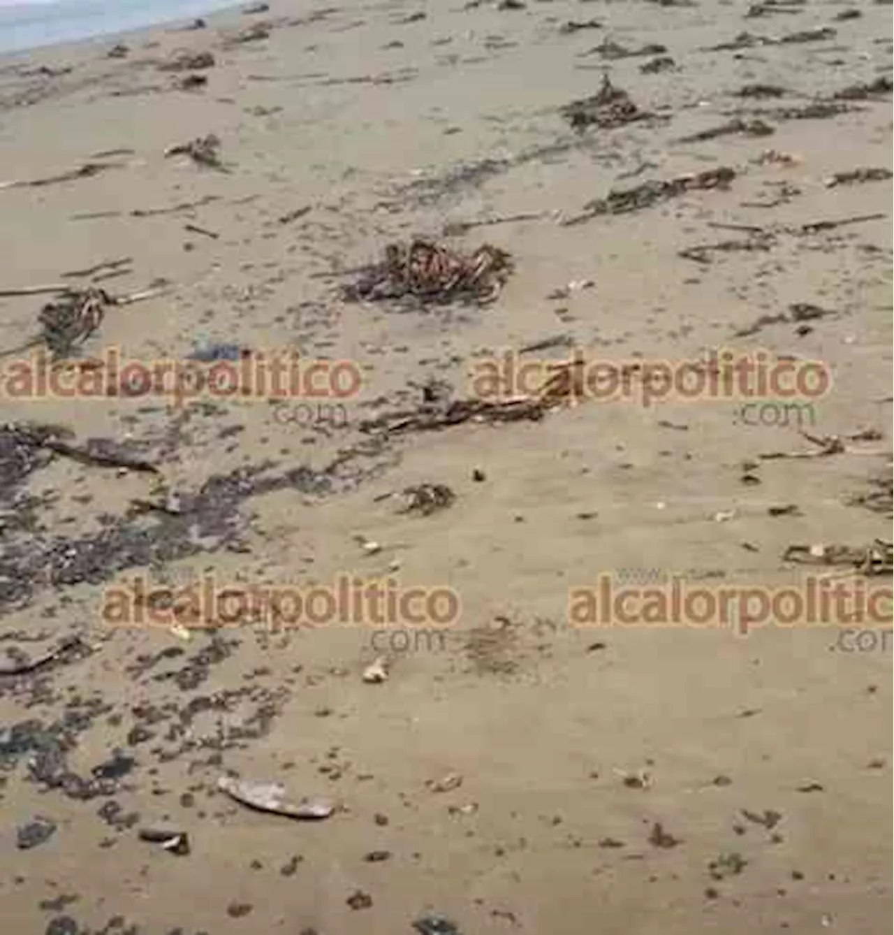 Otra vez, apareció hidrocarburo y lirio en playa de Coatzacoalcos