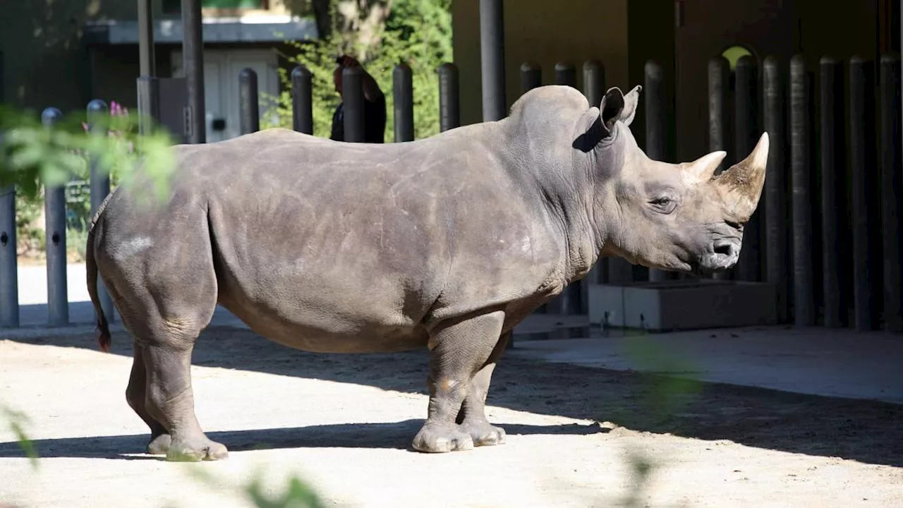 Der Zoo trauert um die Augsburger Nashorn-Oma Baby