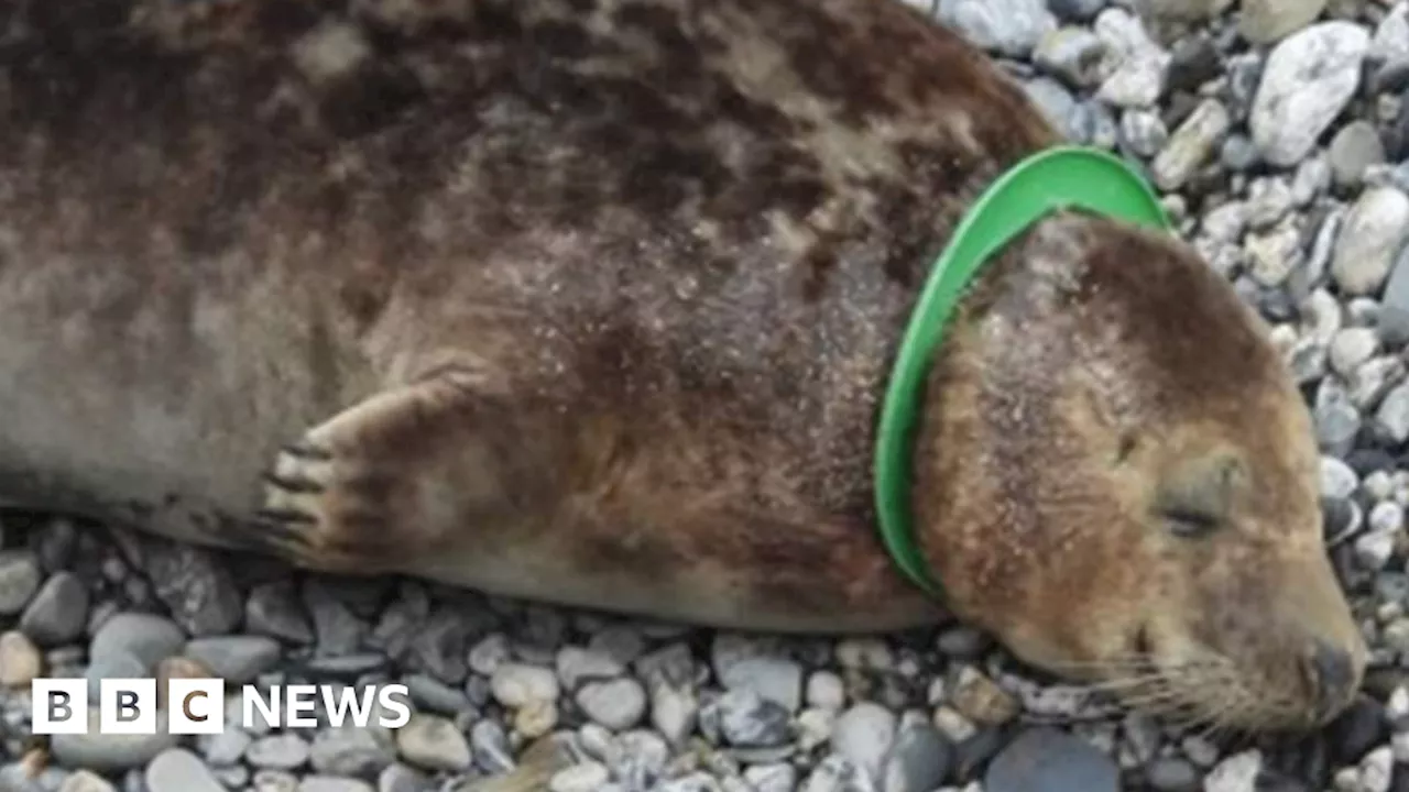 Bridlington seal group warn of beach toy dangers