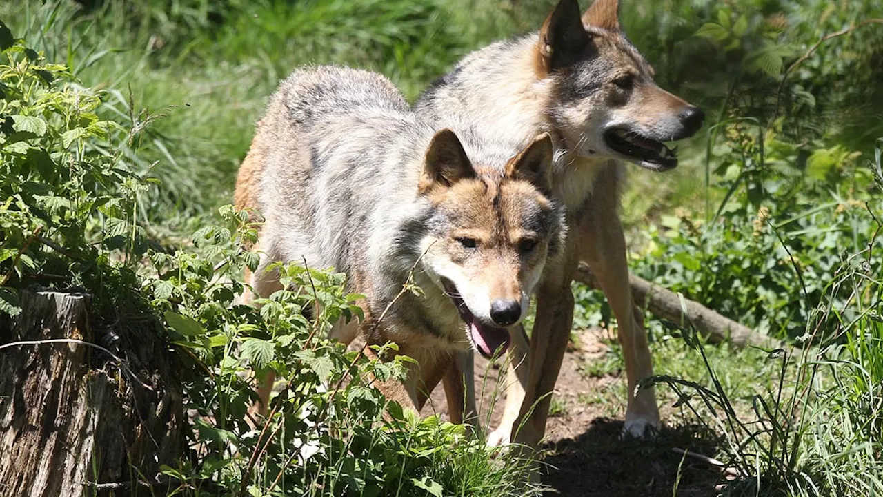 Prime de 1000 euros par loup tué en Haute-Vienne: la préfecture saisit la justice