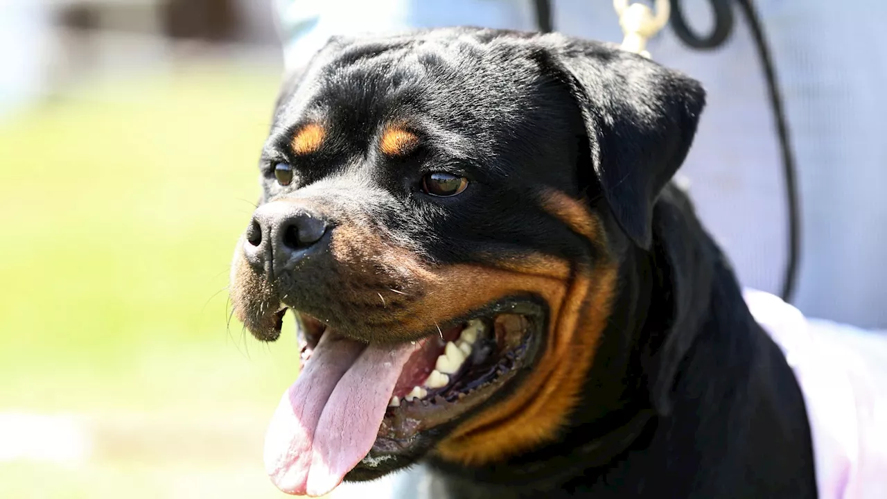 Pyrénées-Atlantiques: une fillette mordue à la tête par un rottweiler, 60 points de suture