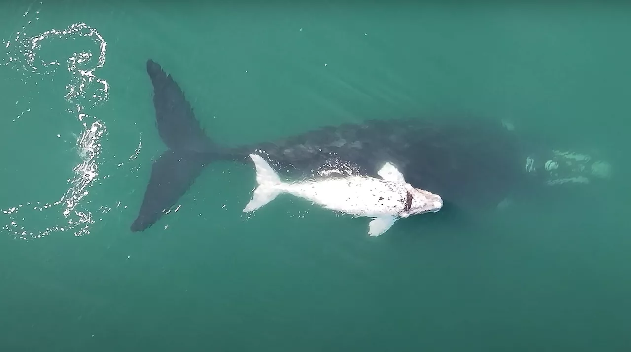 Watch: Rare white southern right whales off Garden Route coast