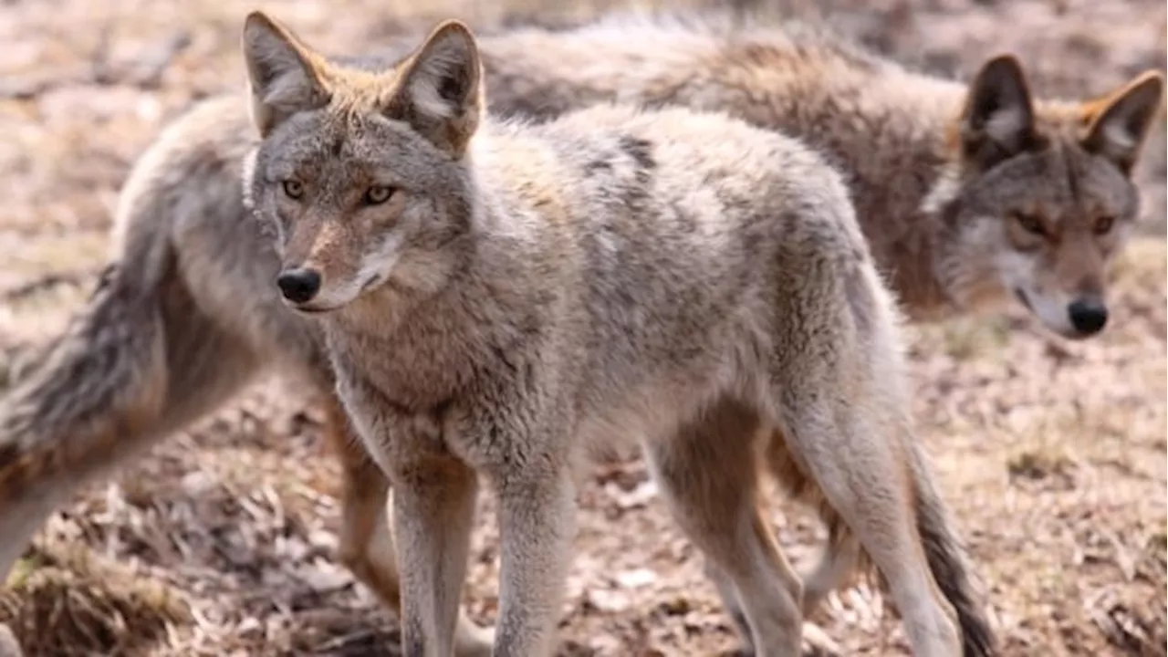 Etobicoke residents rattled by coyotes in Princess Margaret Park