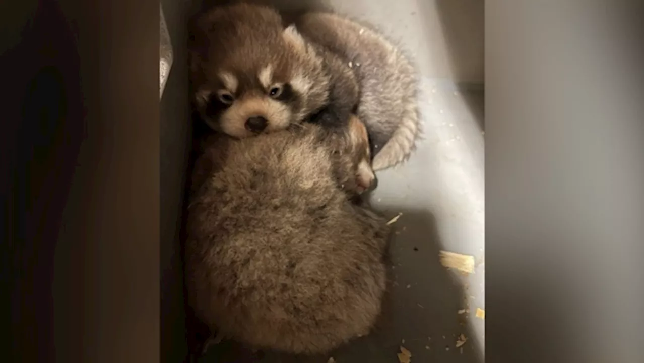 Toronto Zoo's red panda cub dies