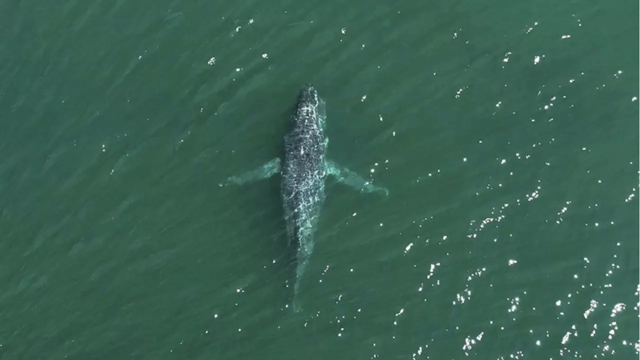 A humpback whale in Washington state is missing its tail. One expert calls the sight 'heartbreaking'