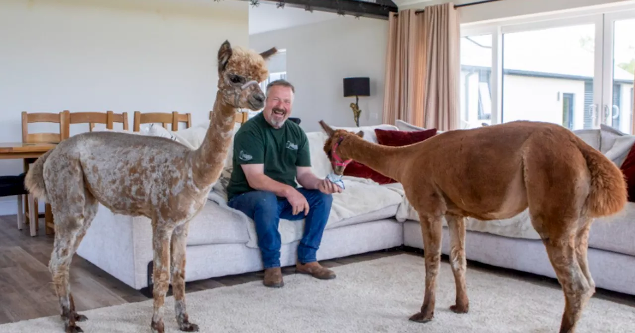 Scots man faces upgrading home as pet alpaca and baby refuse to leave