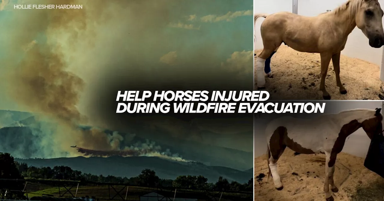 Donate to help horses severely injured while evacuating Alexander Mountain Fire