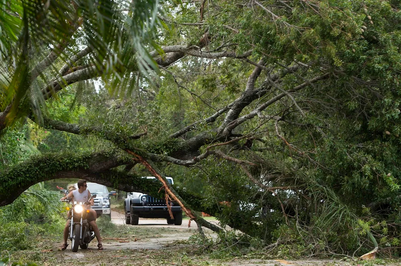 Startup Aims To Prevent More Fallen Trees From Heading To Landfill