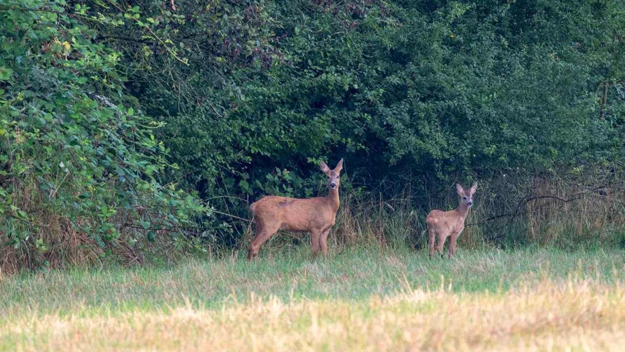 What is 'zombie deer' brain disease and how did it end up in WA?