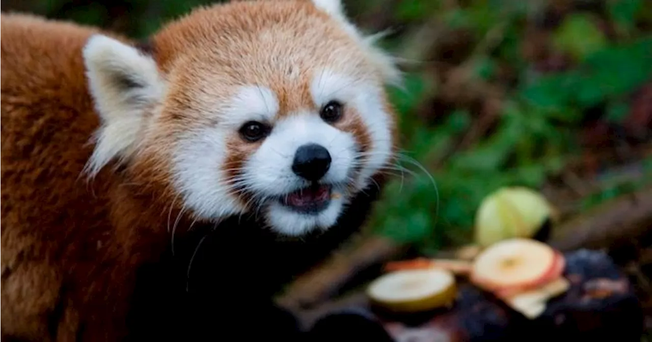 Red panda cub dies at Toronto Zoo, highlighting species fragility