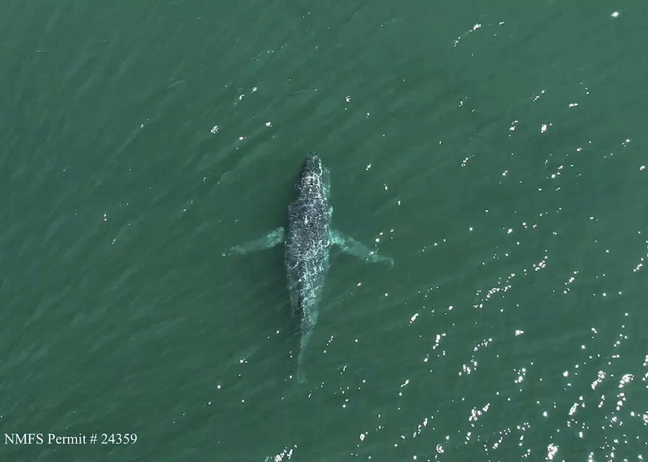 A humpback whale in Washington state is missing its tail, one expert calls the sight ‘heartbreaking’