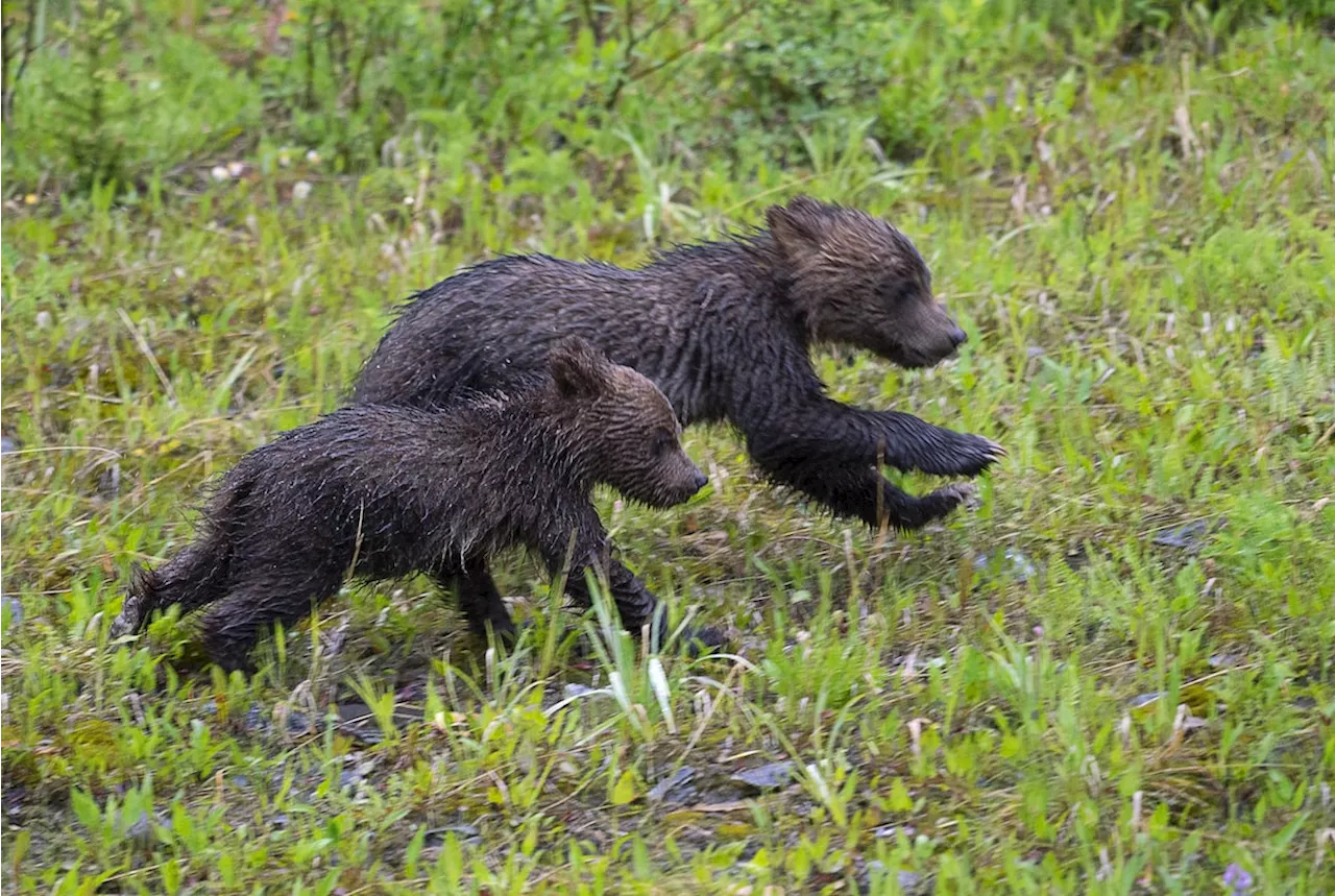 Alberta’s move to reopen the grizzly hunt should only have been made after public consultation