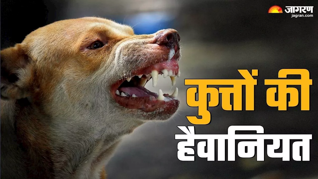 Dog Attack: कुत्तों के झुंड ने बुजुर्ग मह‍िला पर हमला कर उतारा मौत के घाट, नोंच-नोंककर खा गए शरीर के अंग