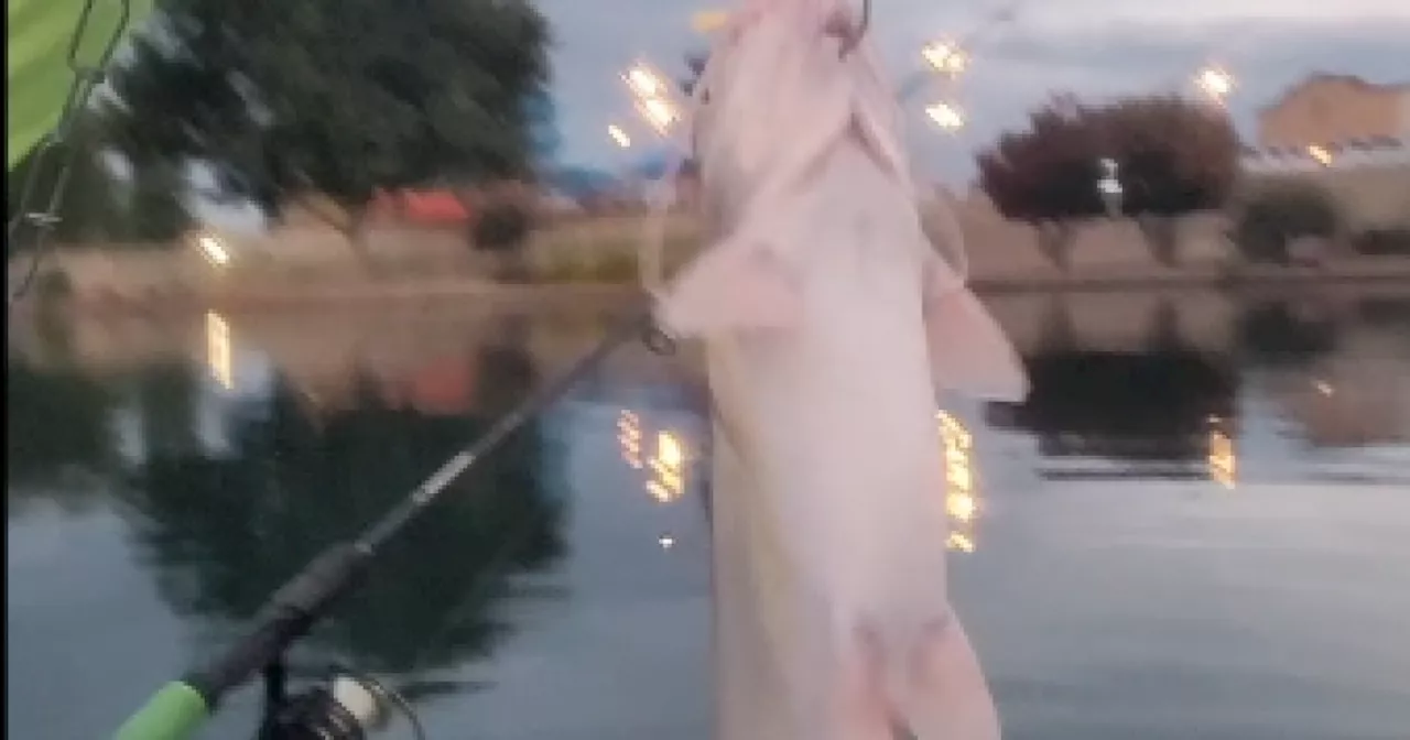 Sahuarita Man catches rare albino catfish in Lake Sahuarita