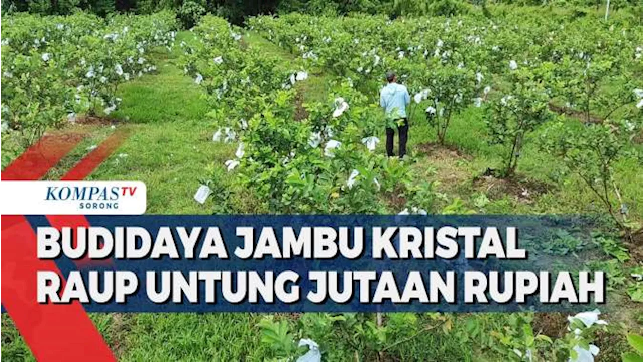 Sukses Tekuni Usaha Budidaya Jamu Kristal Hingga Capai Omset Jutaan Rupiah