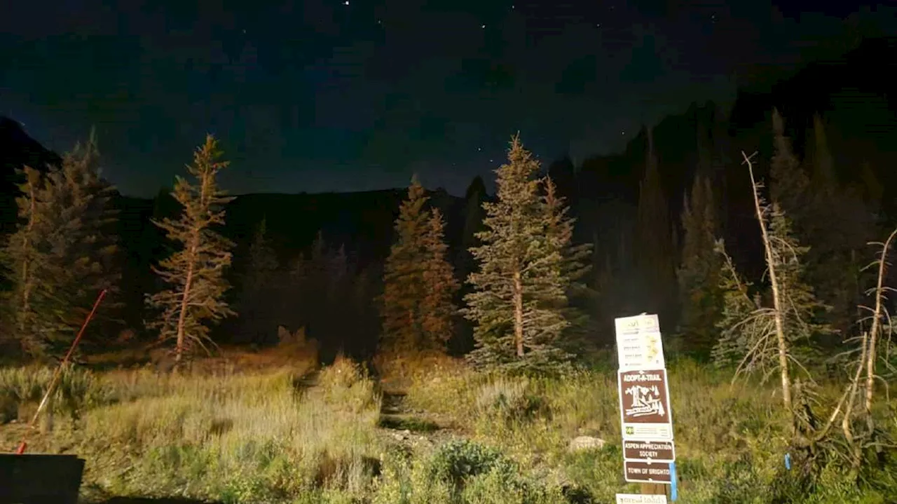 Bear killed after biting runner in Big Cottonwood Canyon