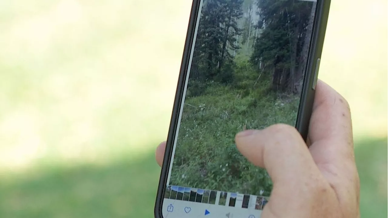 Hiker caught between momma bear and cubs saved by large moose in Big Cottonwood Canyon