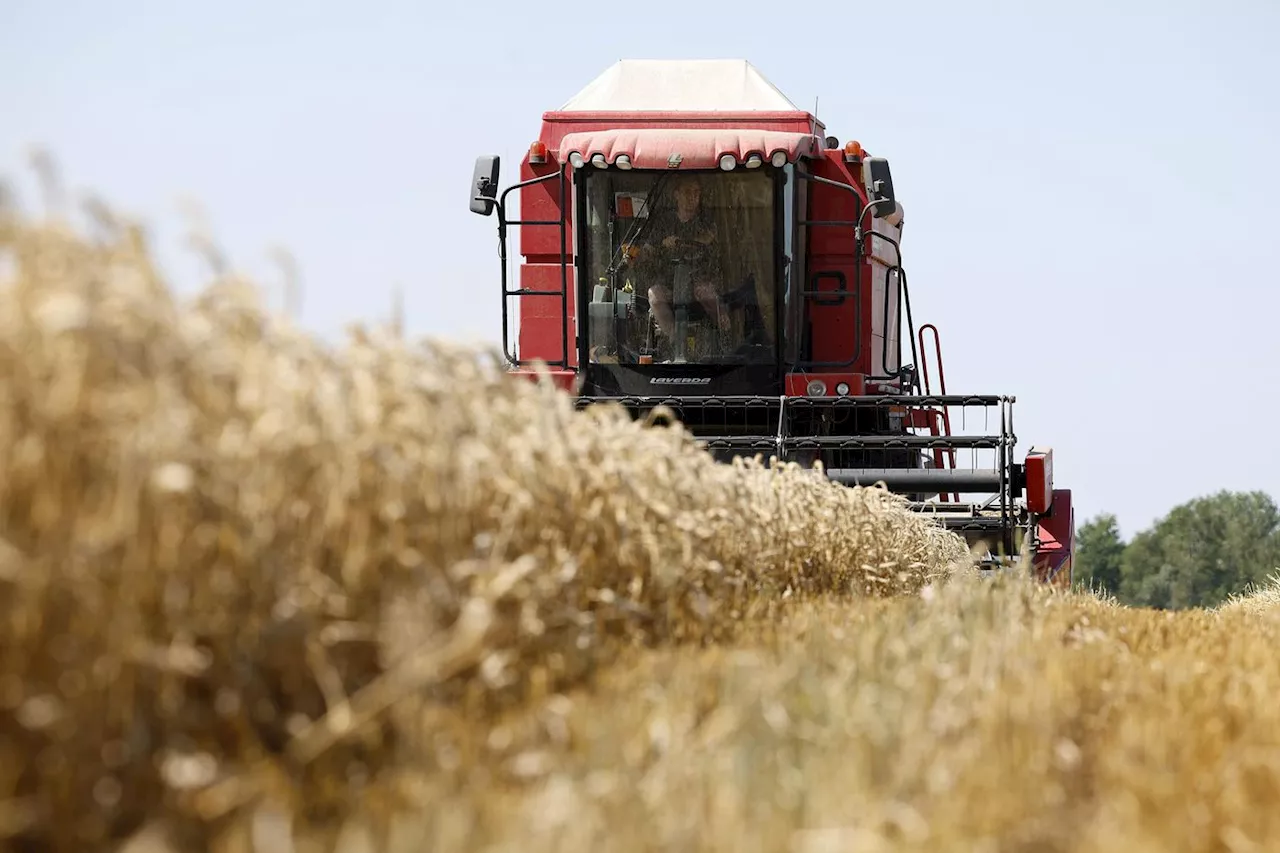 Moisson 2024 : les céréaliers rattrapés par les intempéries