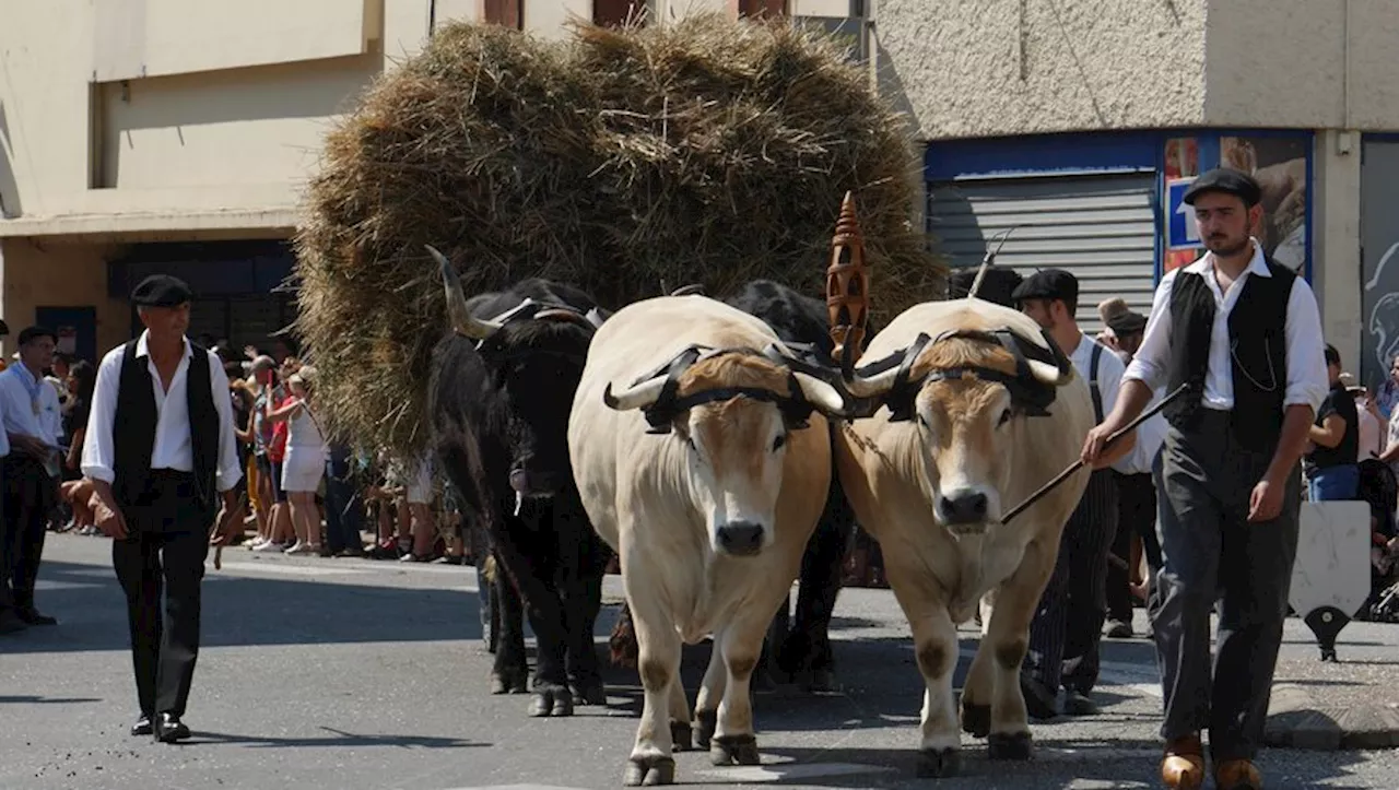 Ce dimanche à Saint-Girons, 'Autrefois le Couserans' met en scène les savoir-faire ancestraux