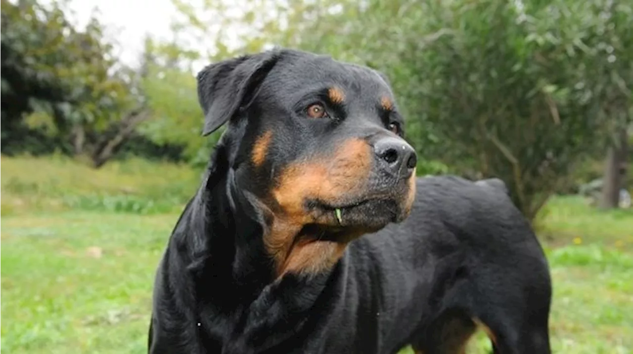 Une enfant de 20 mois attaquée par un rottweiler dans les Pyrénées-Atlantiques, une enquête ouverte