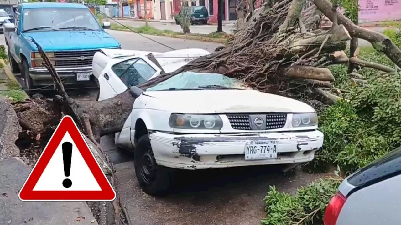 Coatzacoalcos: Árbol parte coche a la mitad tras fuertes lluvias