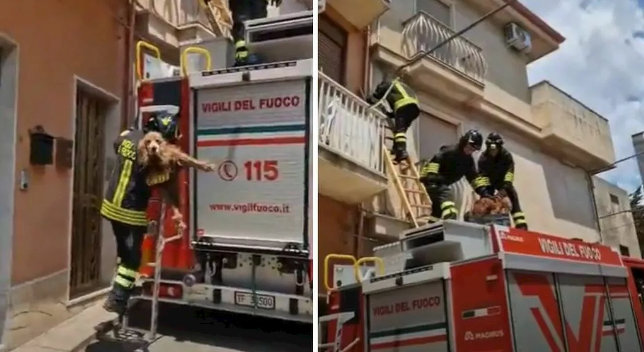 Cane abbandonato sul balcone sotto il sole cocente senz'acqua, i guaiti di Benny allertano i vicini e viene sa