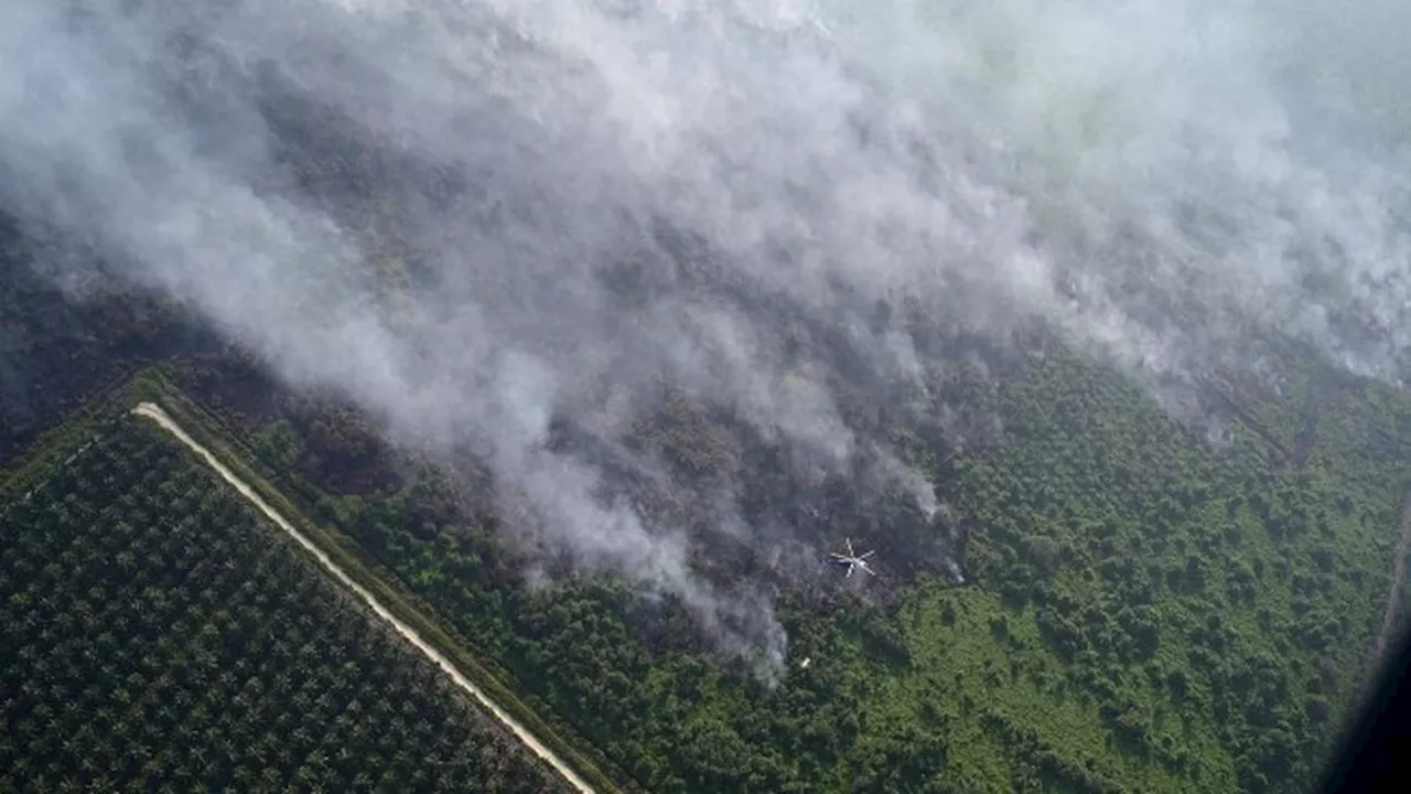 Ribuan Hektare Lahan Terbakar di Riau, Polisi Tangkap 7 Pembakar