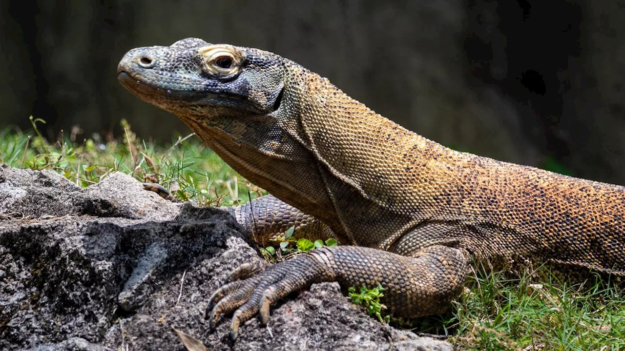 Trik Usir Biawak dengan Cara Alami, Hanya Perlu Bahan-bahan Dapur Ini