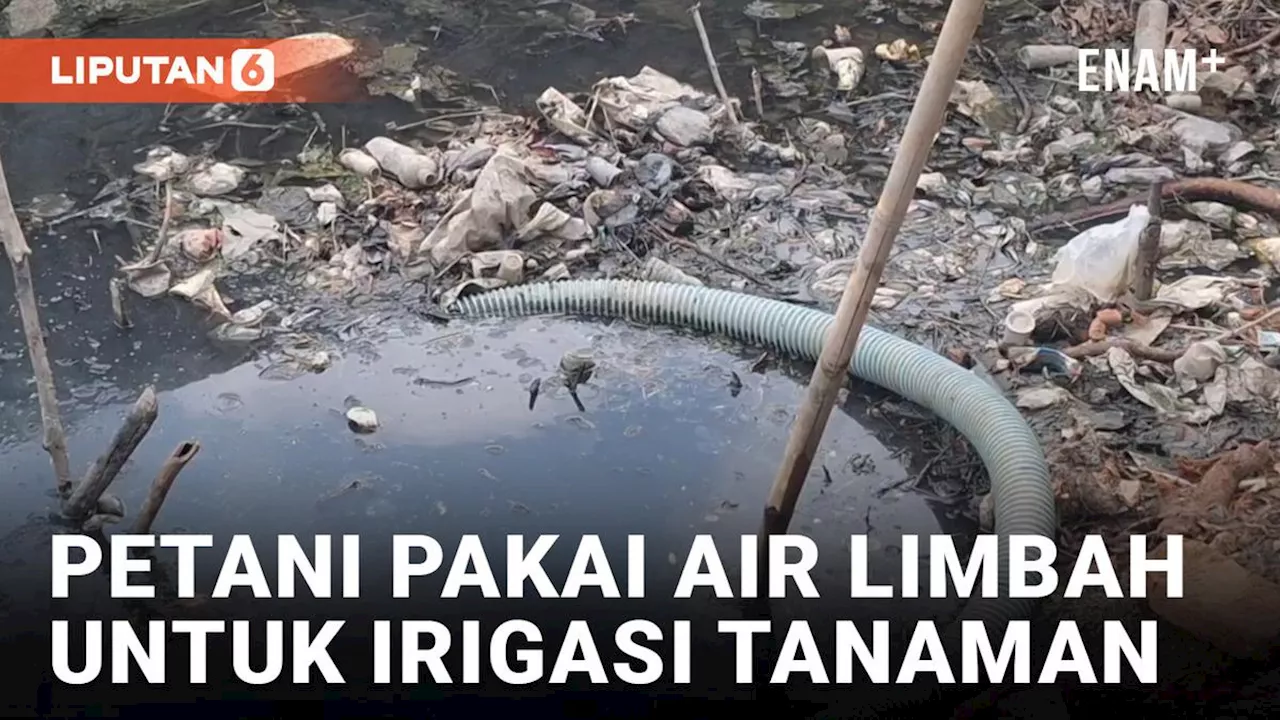 VIDEO: Terdampak Kekeringan, Petani di Brebes Gunakan Air Comberan untuk Airi Tanaman Bawang