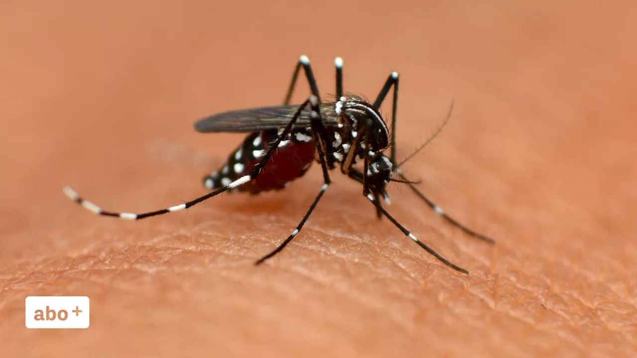 Dengue-Fieber wegen Ferien-Rückkehrern auf Rekordhoch – jetzt lässt Swissmedic erstmals eine Impfung zu