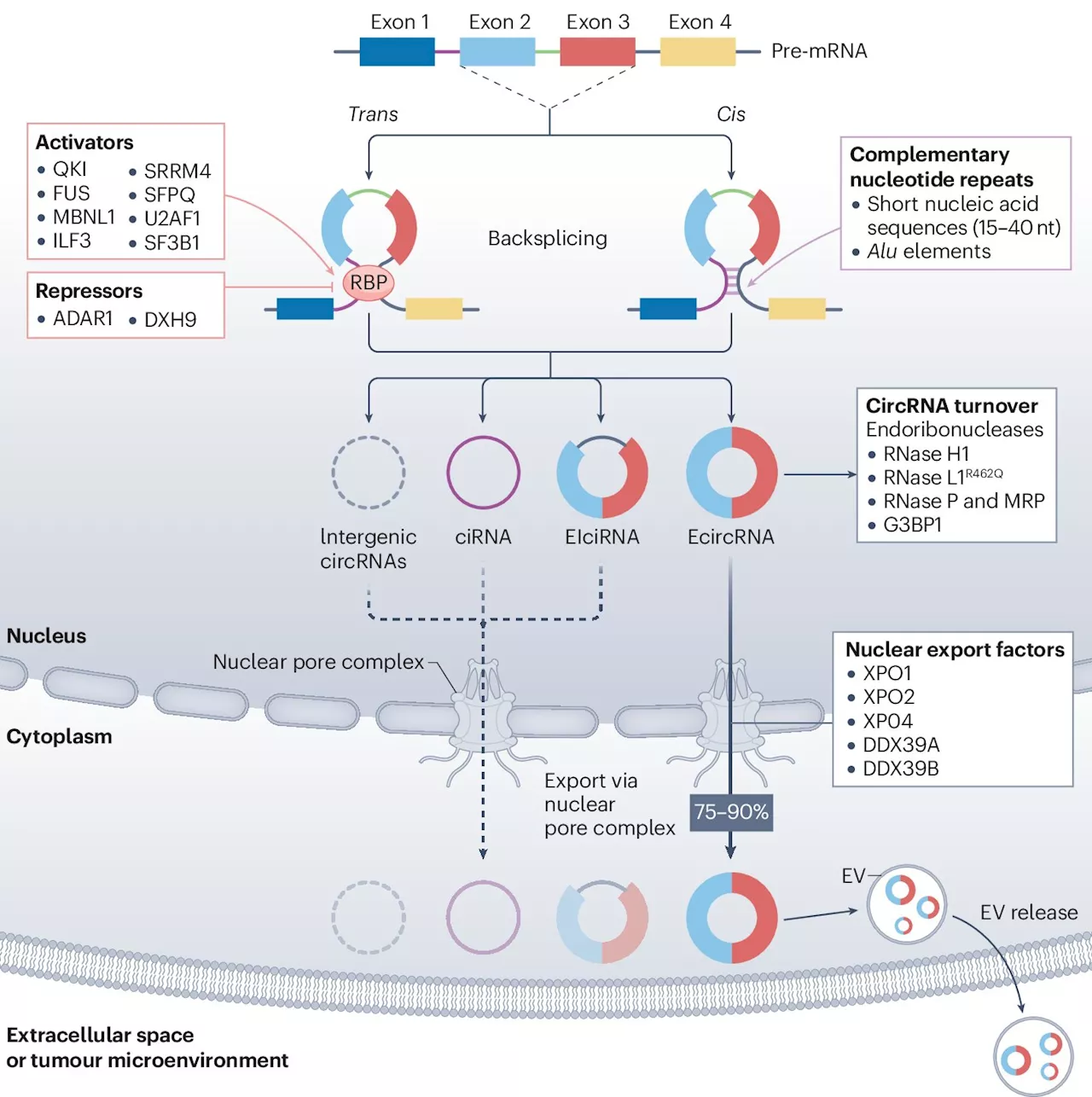 Circular RNAs—the new frontier in cancer research