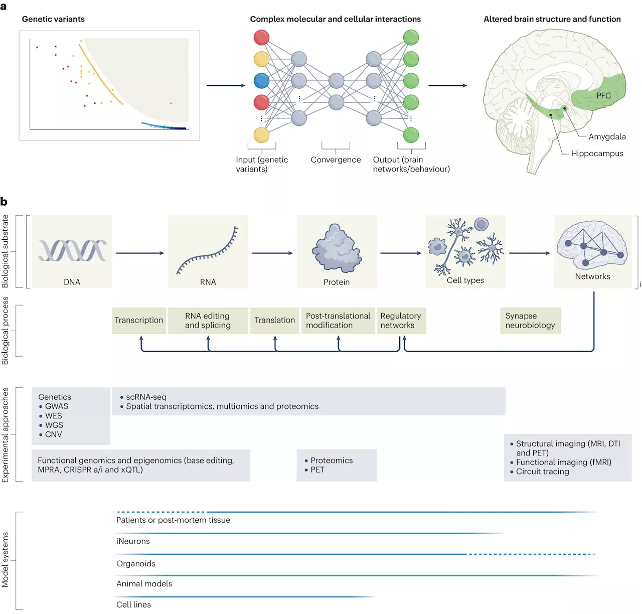 Researchers highlight the genetic complexity of schizophrenia