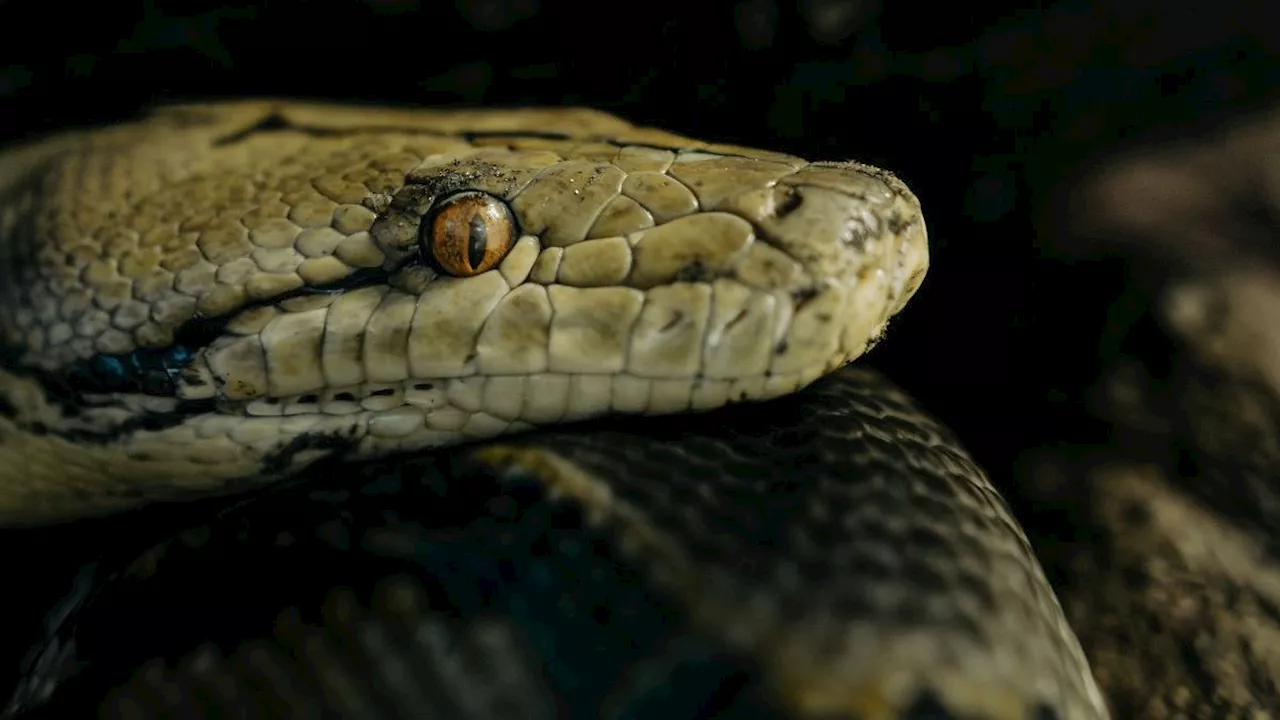 Wanita Ini Iseng Curhat ke Panji Petualang Soal Ular Cobra di Rumah, Begini Responsnya yang Banjir Pujian