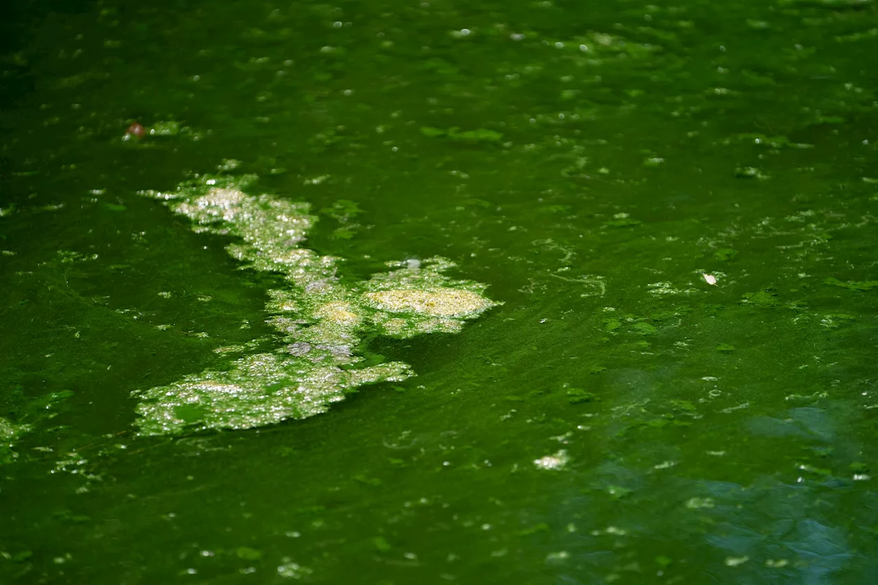 Blaualgen trüben an einigen Seen das Badevergnügen