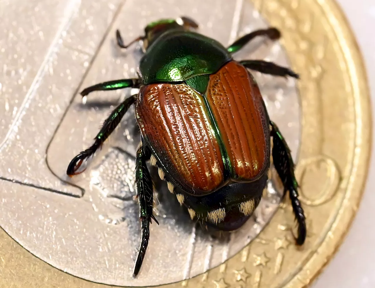 Erste Japankäfer-Nachweise im Südwesten dieses Jahr