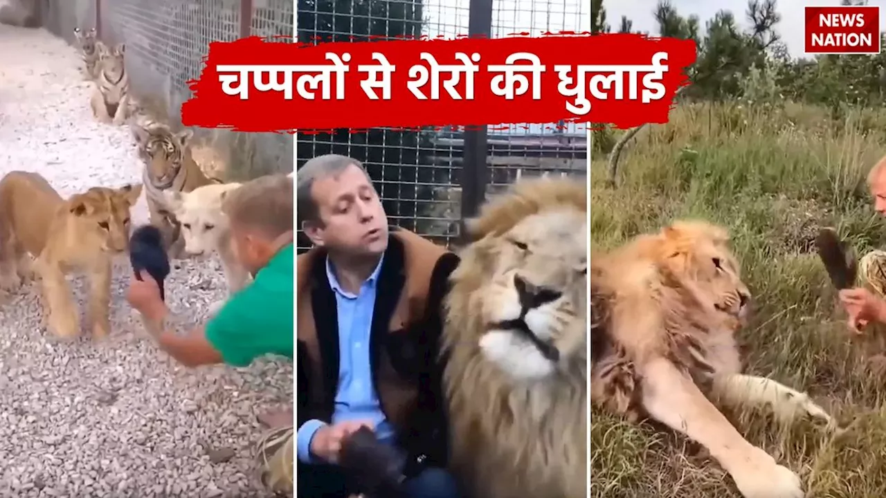 Viral Wildlife Video : गलती करने पर चप्पलों से पीट जाते हैं शेर, नहीं हो रहा है यकीन तो देख लीजिए ये VIDEO