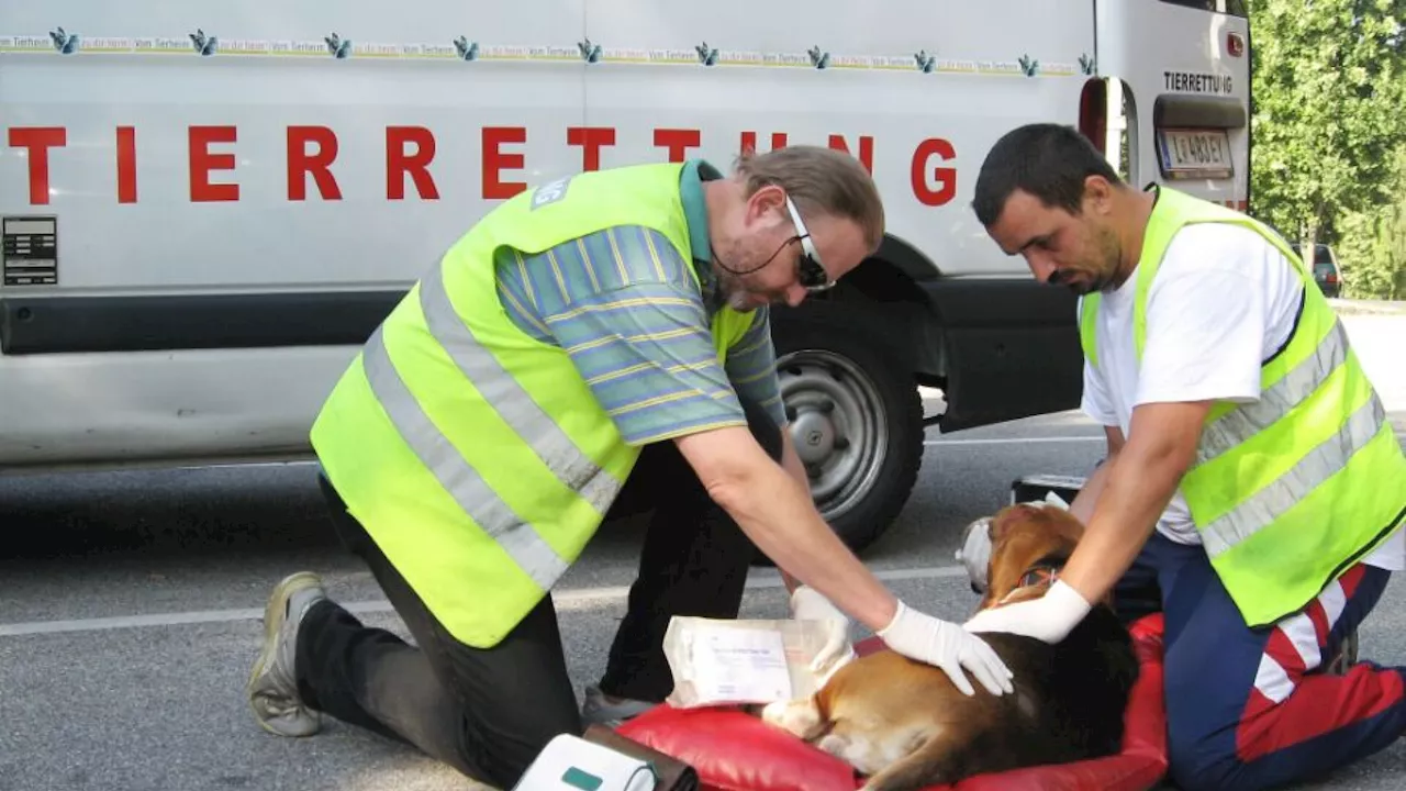 Hohe Strafen in drei Fällen ausgesetzter Tiere in Wien