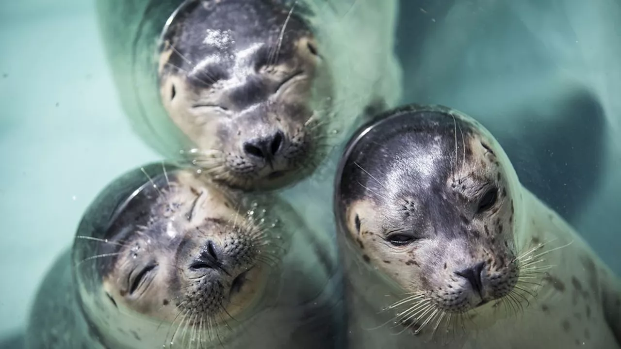 Zeehonden Pieterburen gaan viraal in Japan, donaties stromen binnen