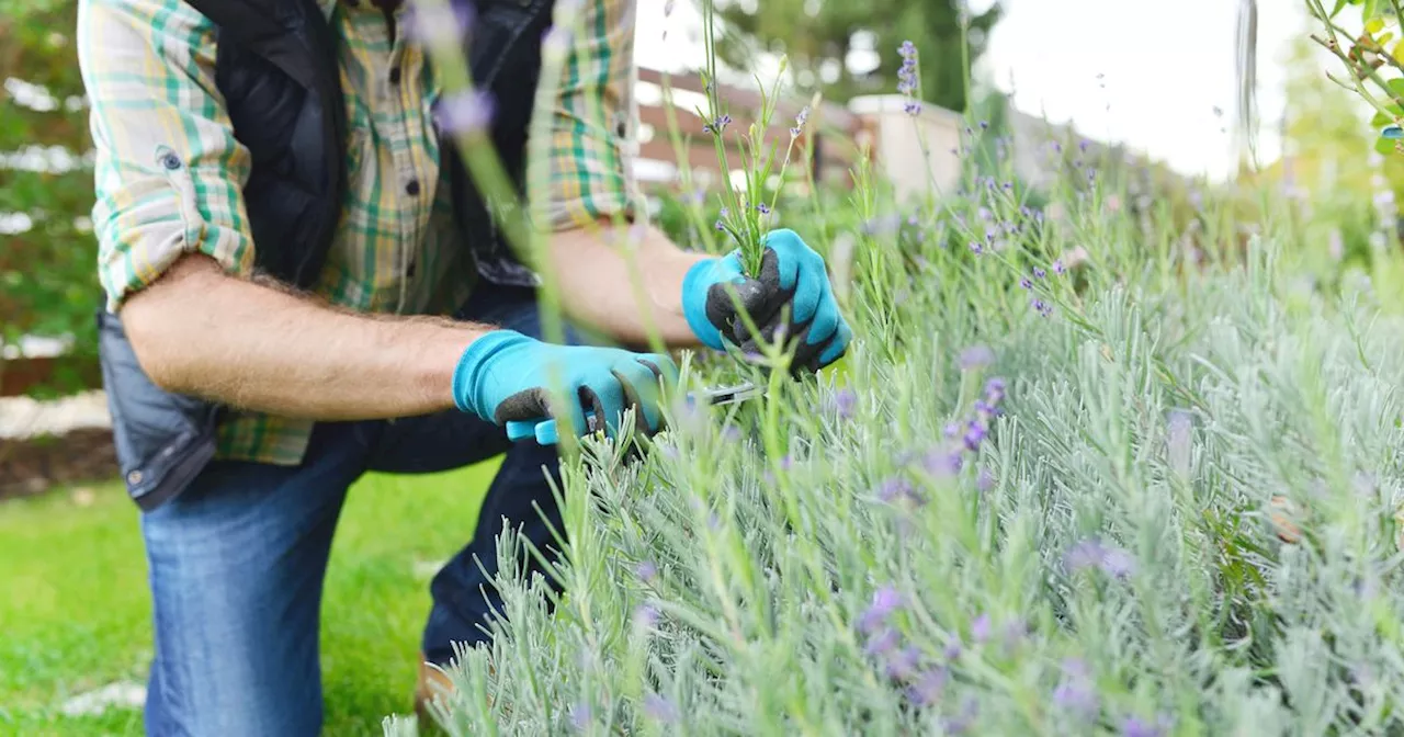 Gardeners told to prune three plants this week or face problems