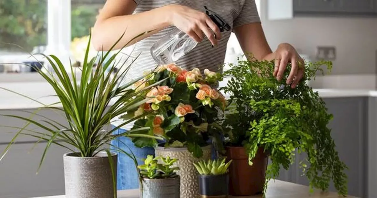Gardening expert shares smart hack that uses household waste