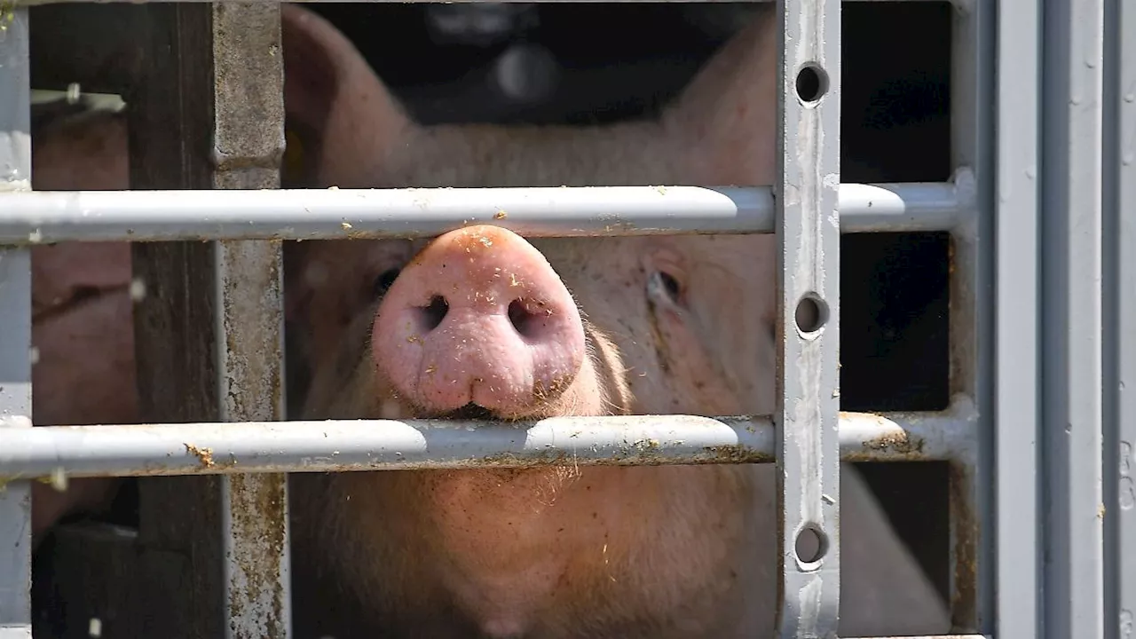 Sachsen: Noch fehlen viele Angaben zum Tierhaltungslogo in Sachsen