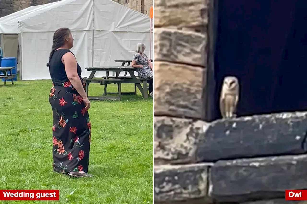 A couple had an owl be the ringbearer at their wedding — It flew away