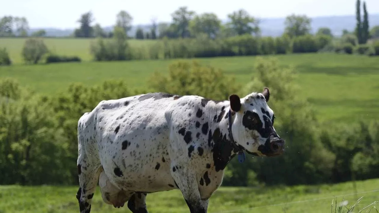 Agriculture : la maladie de la langue bleue pourrait arriver en France depuis la Belgique