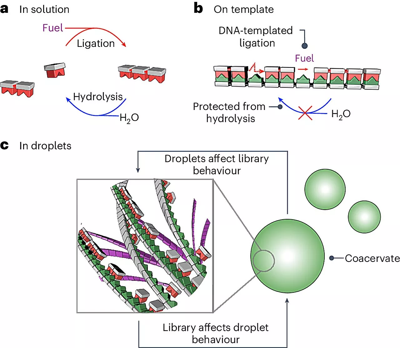 Researchers demonstrate mechanism that may have stabilized the first RNA molecules