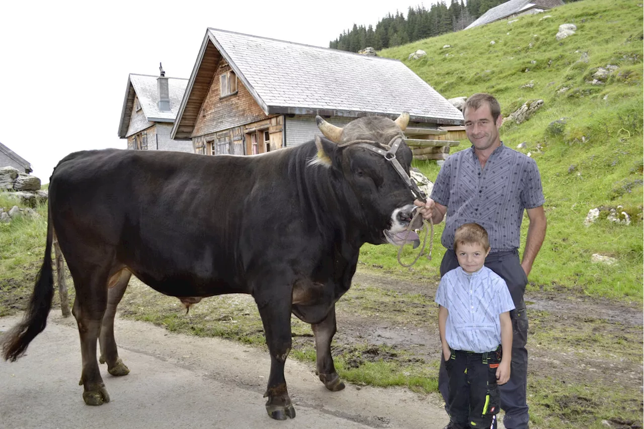 Der Siegermuni verbringt den Sommer auf der Alp