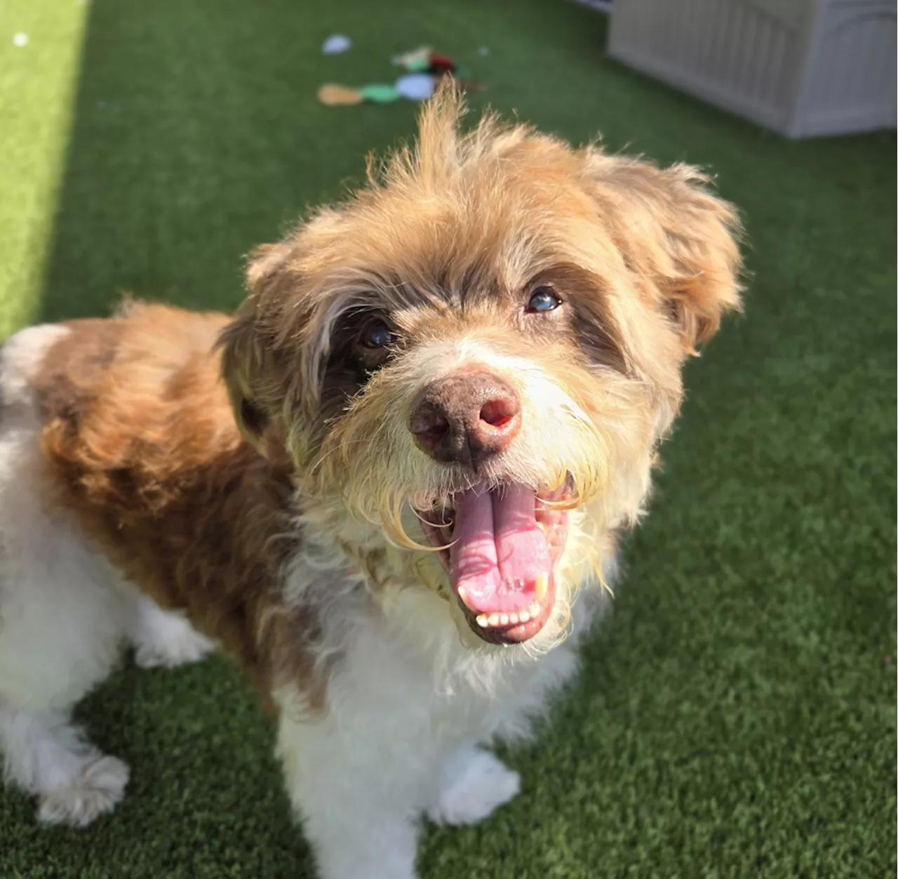 Pet of the week: Older terrier looking for new home and snuggle time