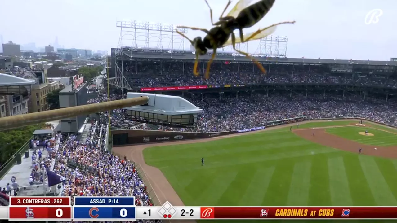 Cardinals Broadcast Cracked Jokes When Giant Hornet Landed on Camera Lens