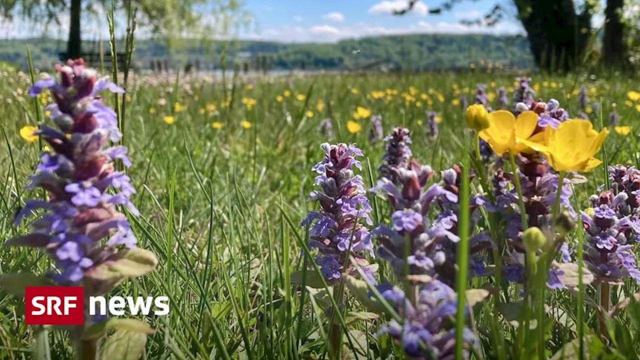 Für Biodiversität schädliche Subventionen – was könnte man tun?